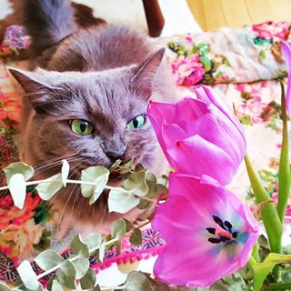  #Zaratheperfectkitten says "Foget yo flowers!"  Happy #caturday!! 