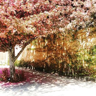   Lunchtime run through a living painting.  