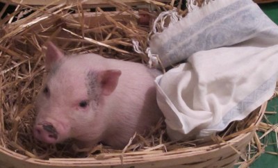 Judy Maxwell and Wilbur